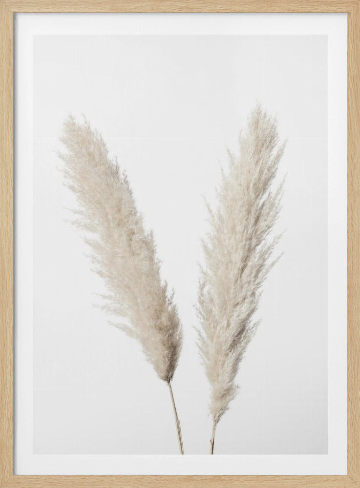 Pampas Wit | Poster