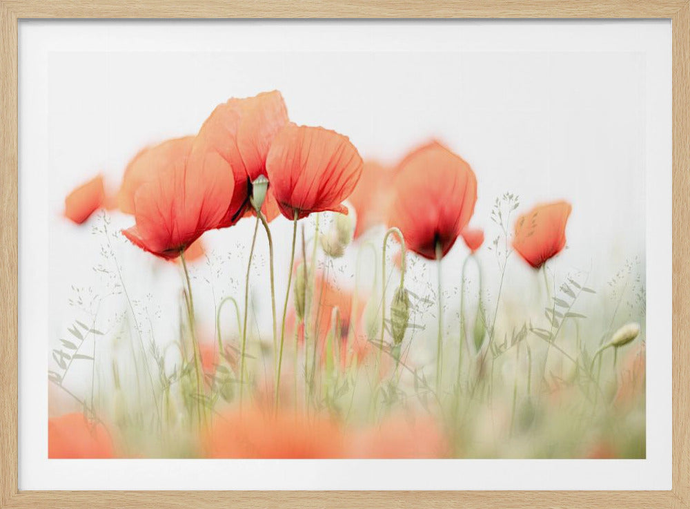 Zomerdag | Poster