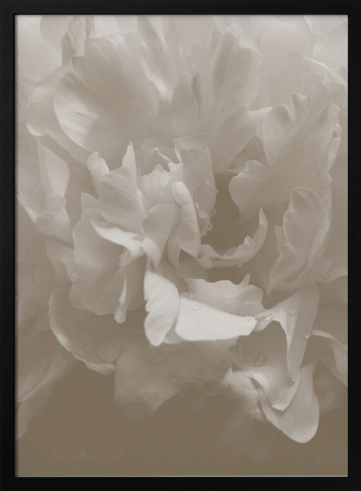 Pioen_9 | Poster