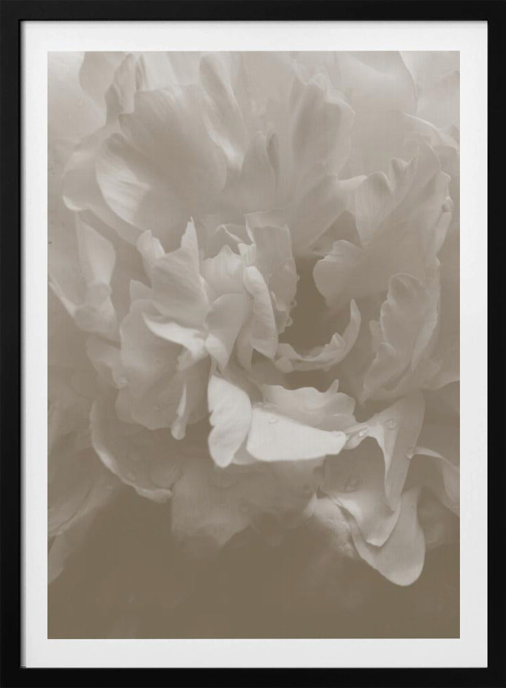 Pioen_9 | Poster