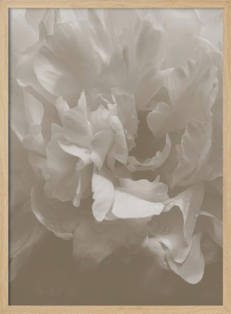 Pioen_9 | Poster