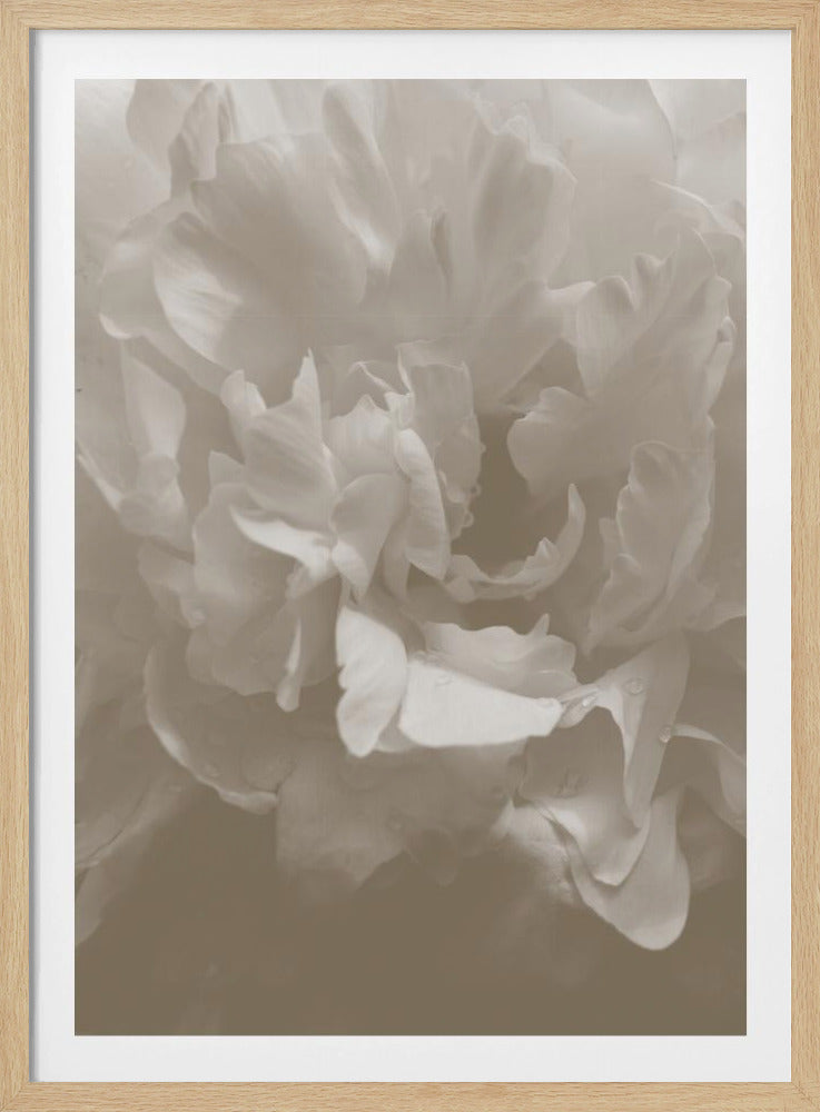 Pioen_9 | Poster
