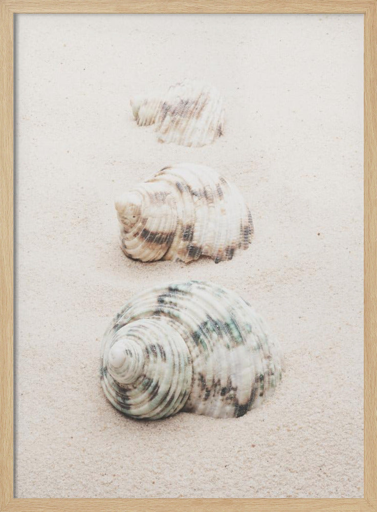 Schelpen | Poster