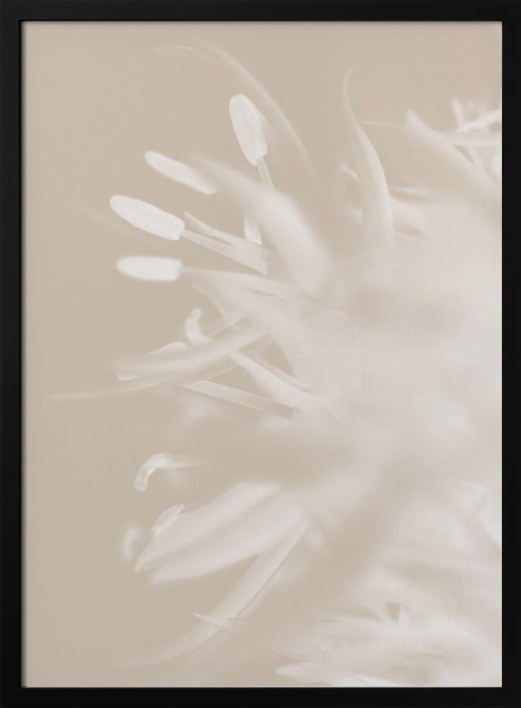 Bloem Beige_1 | Poster
