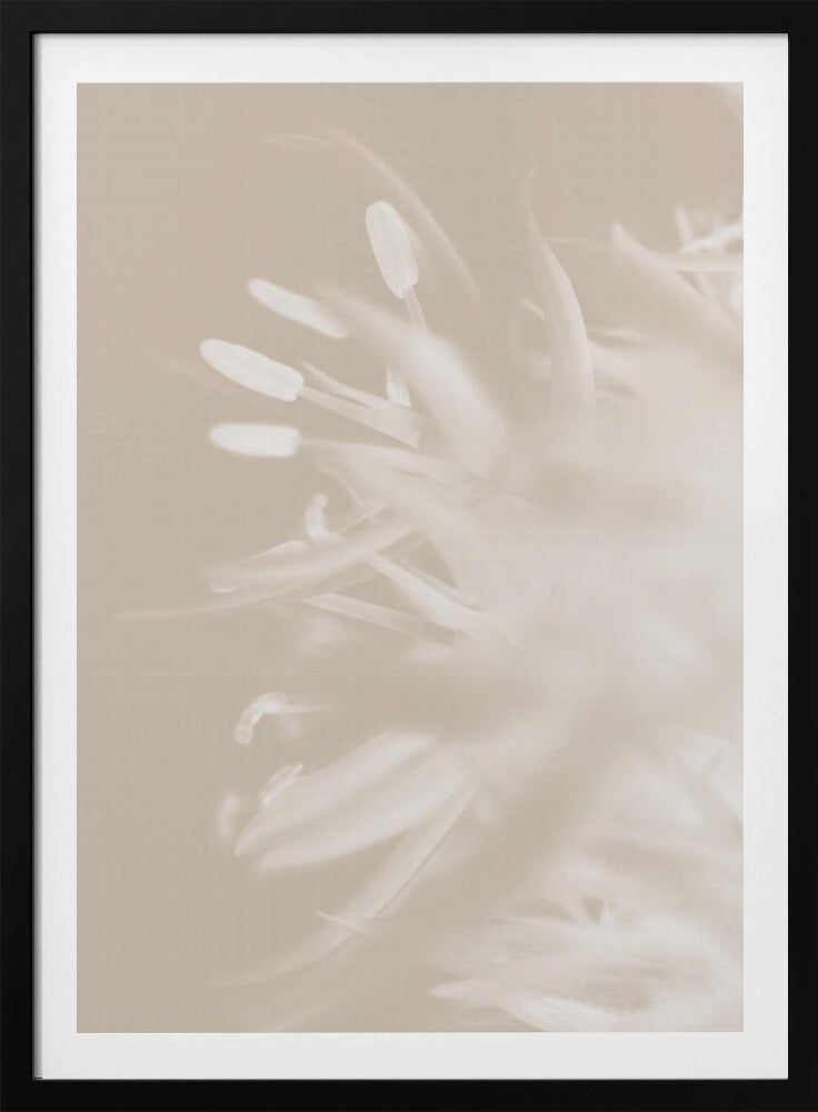 Bloem Beige_1 | Poster