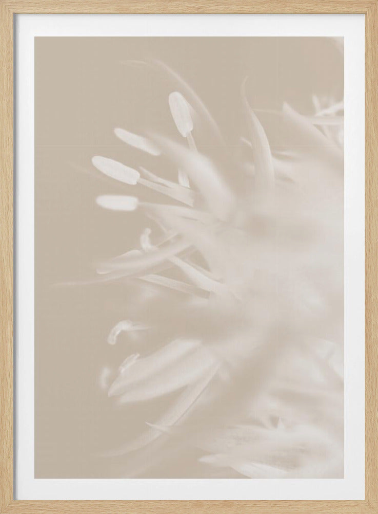Bloem Beige_1 | Poster