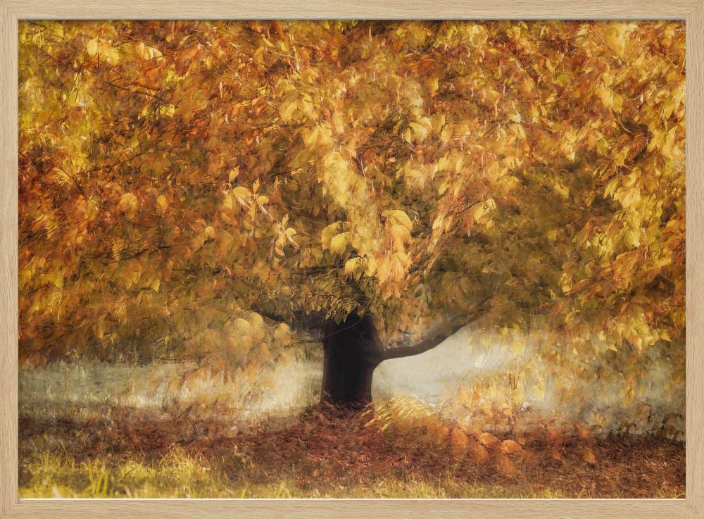 Gouden kleuren | Poster