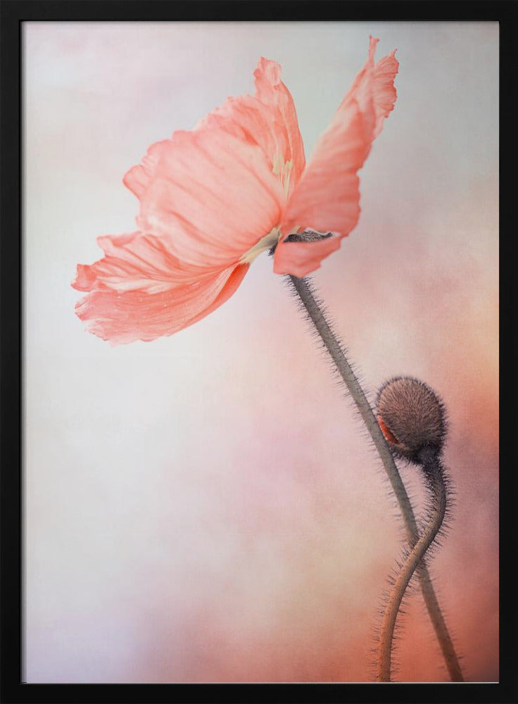 Tenderness | Poster