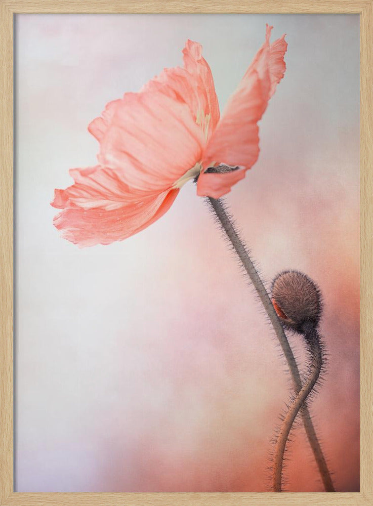 Tenderness | Poster