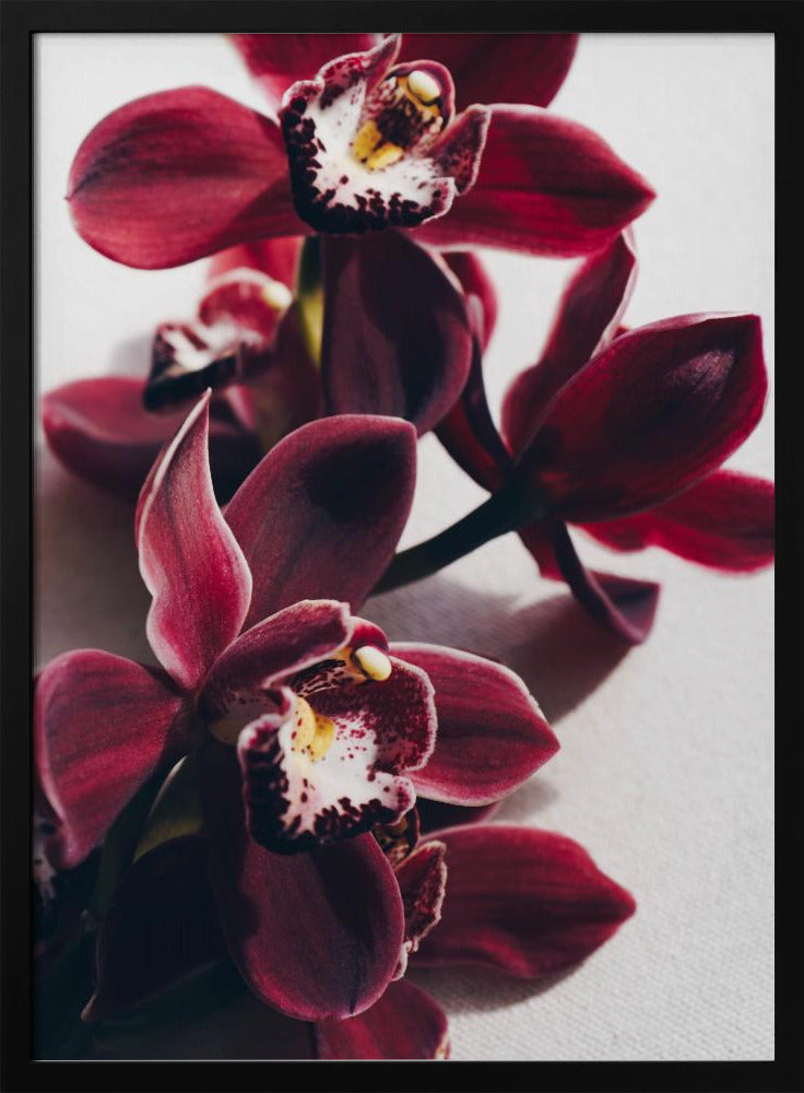 Rode orchideeën met delicate bloemblaadjes | Poster