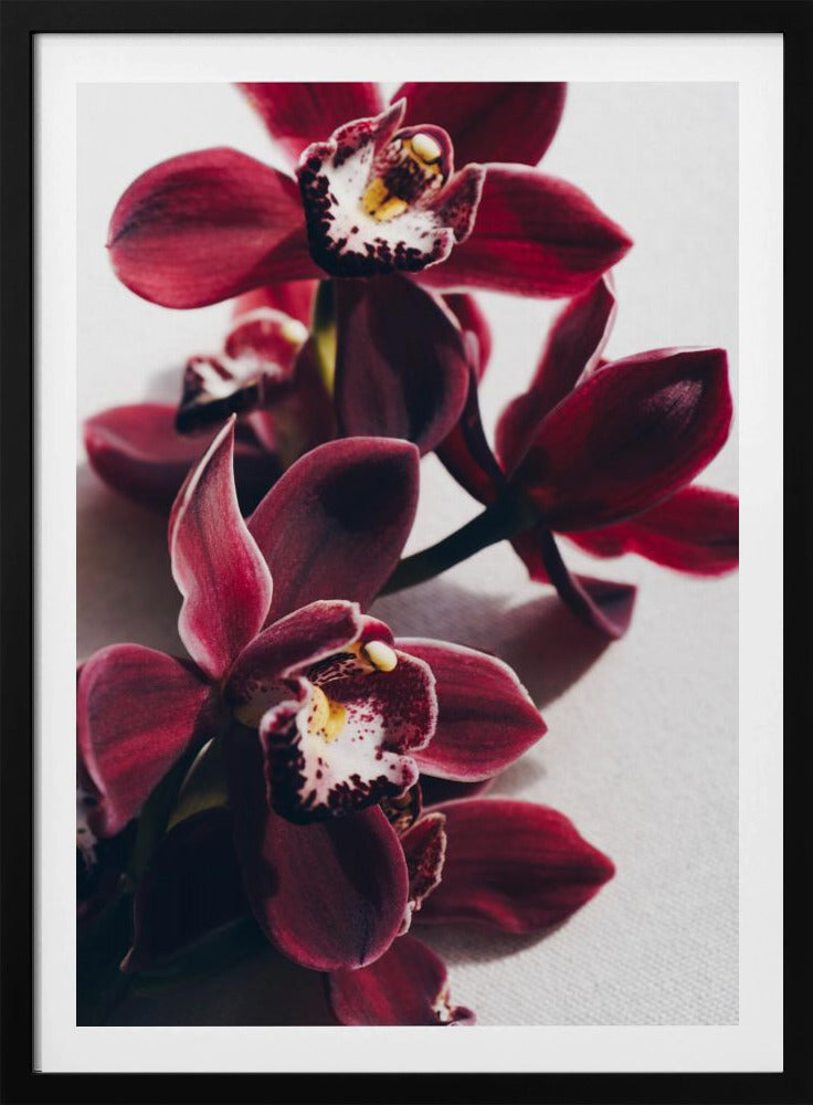 Rode orchideeën met delicate bloemblaadjes | Poster