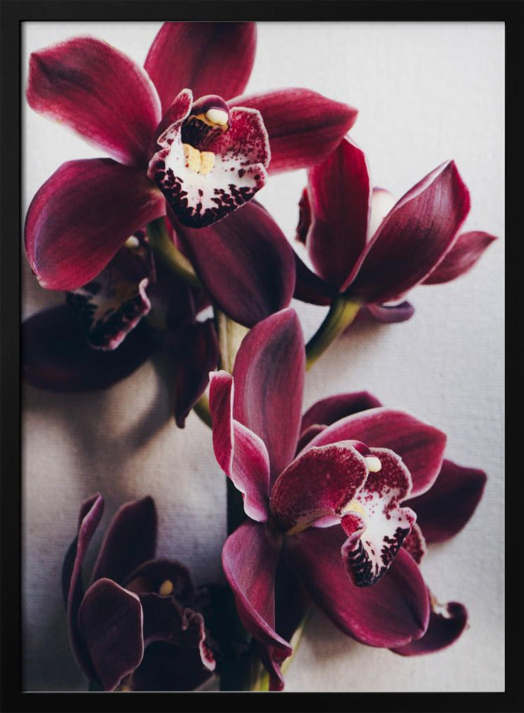 Orchideeën Elegantie | Poster