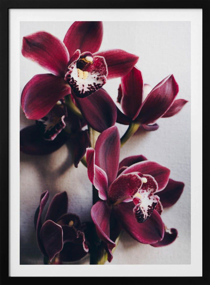 Orchideeën Elegantie | Poster