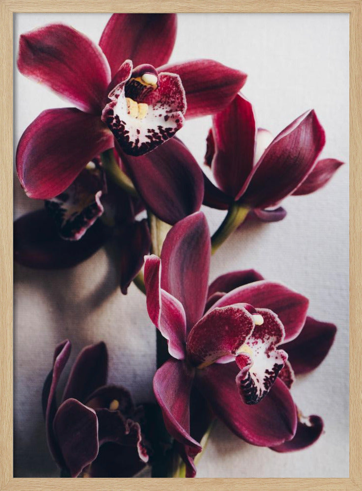 Orchideeën Elegantie | Poster