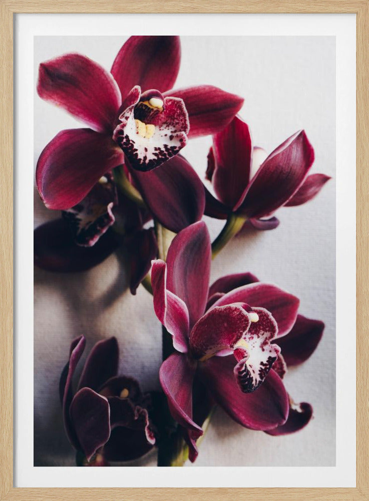 Orchideeën Elegantie | Poster