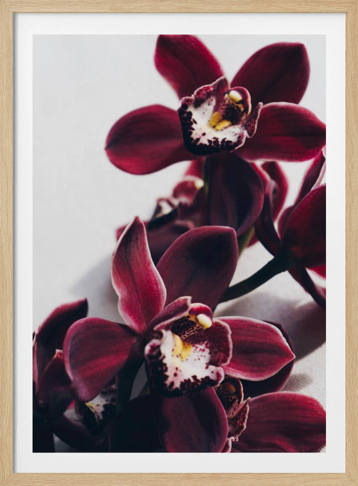 Fluwelen Orchidee Schemering | Poster