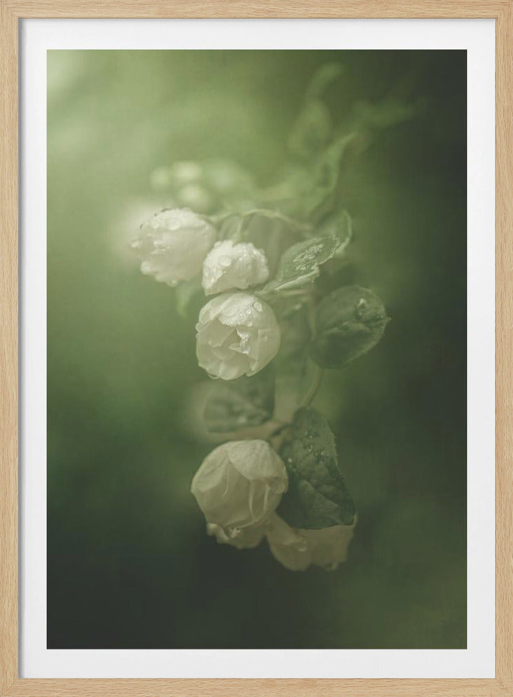Jasmijn | Poster