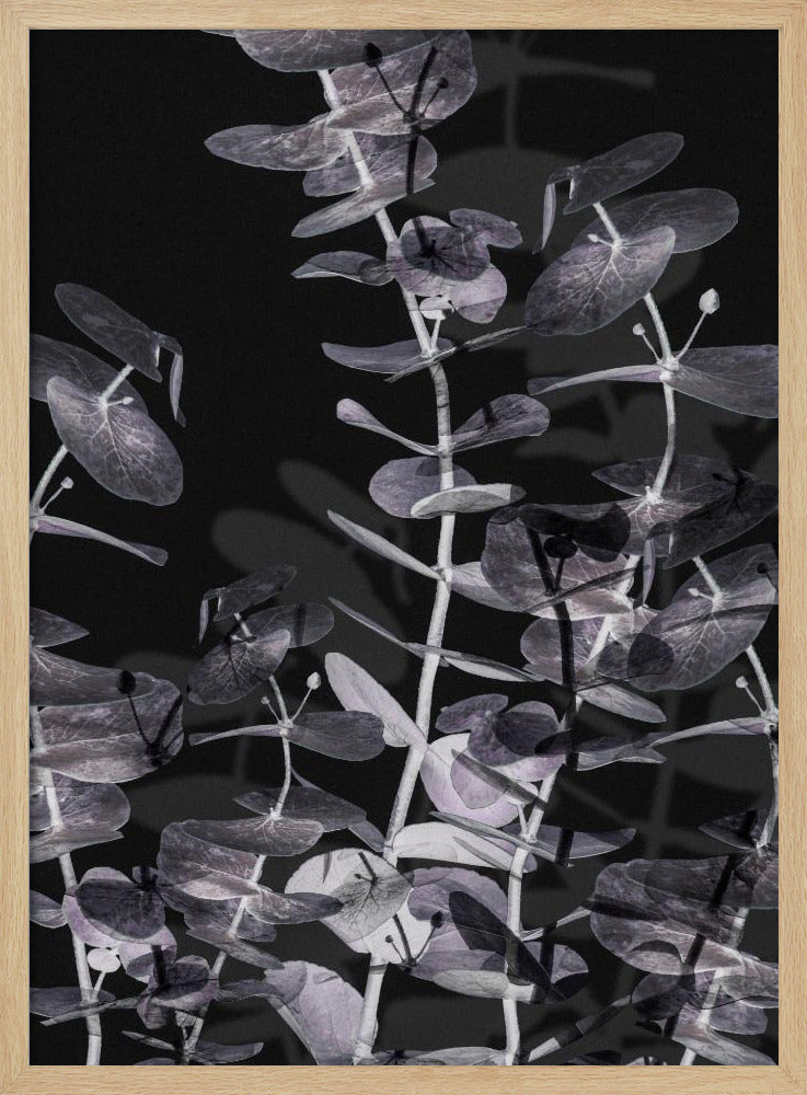Eucalyptus_Negatief_002 | Poster