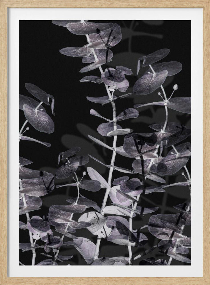 Eucalyptus_Negatief_002 | Poster
