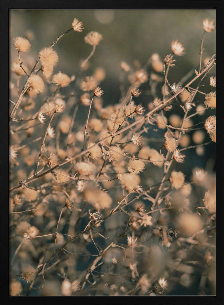 Strandbloemen_003 | Poster