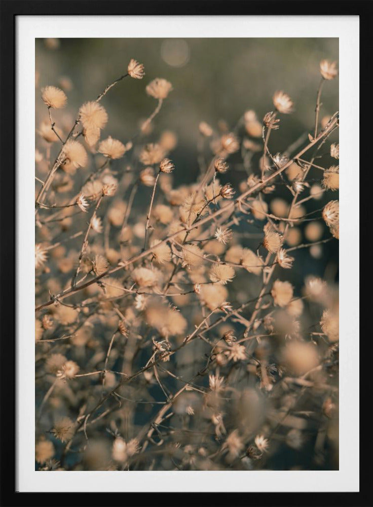 Strandbloemen_003 | Poster