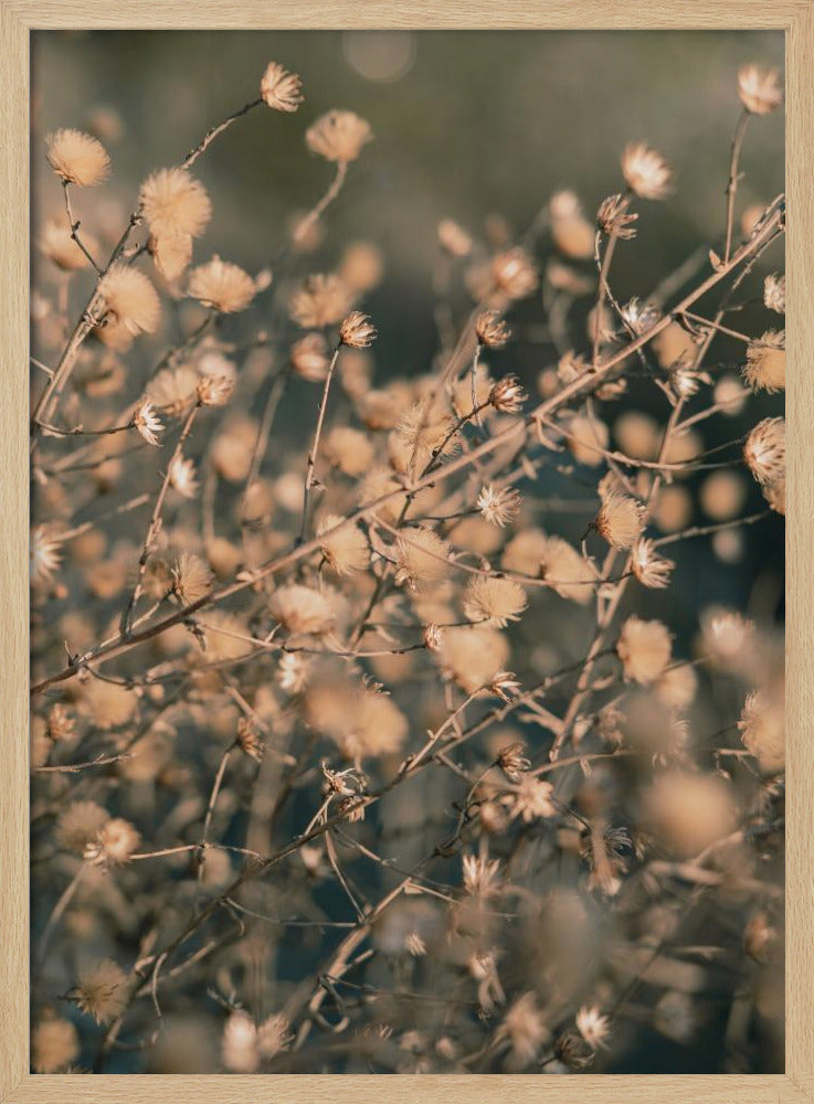 Strandbloemen_003 | Poster