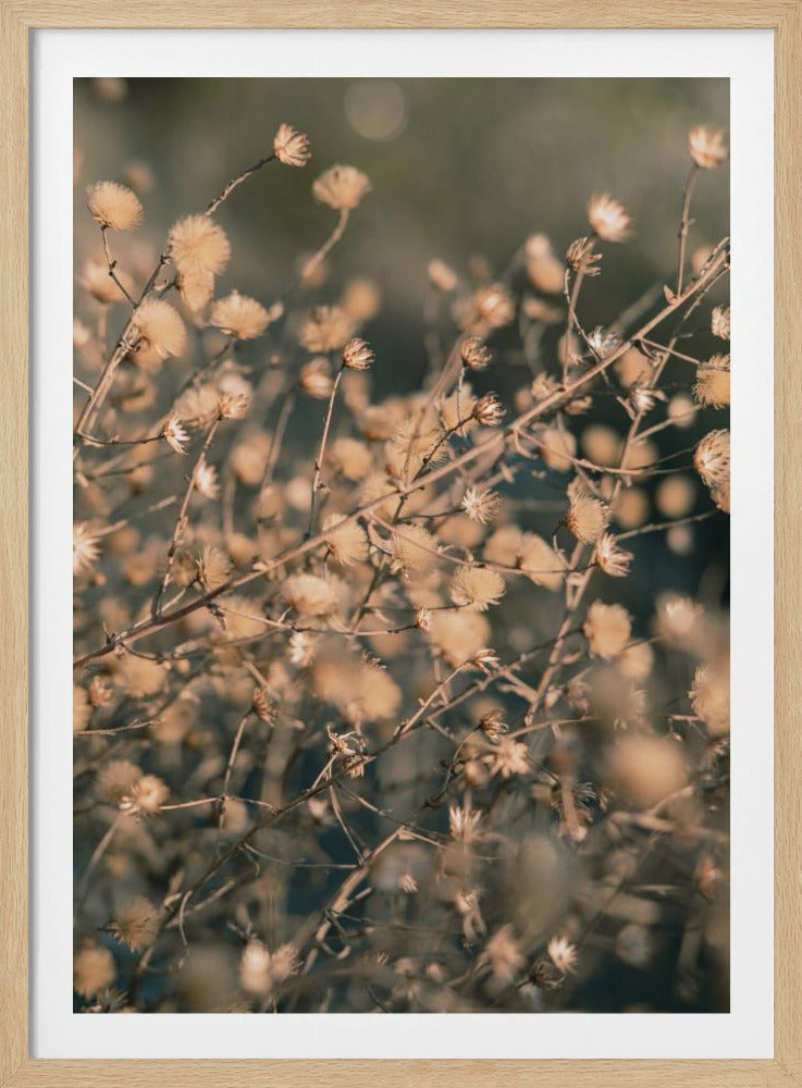Strandbloemen_003 | Poster