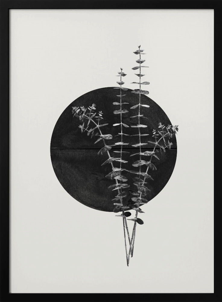Eucalyptus Maan | Poster