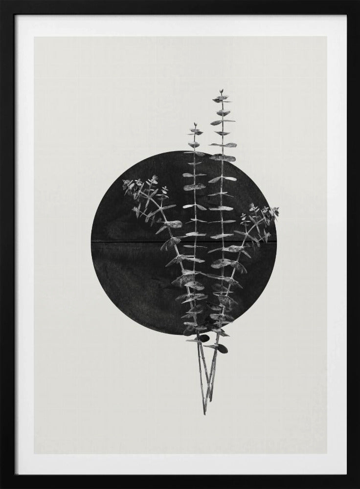 Eucalyptus Maan | Poster