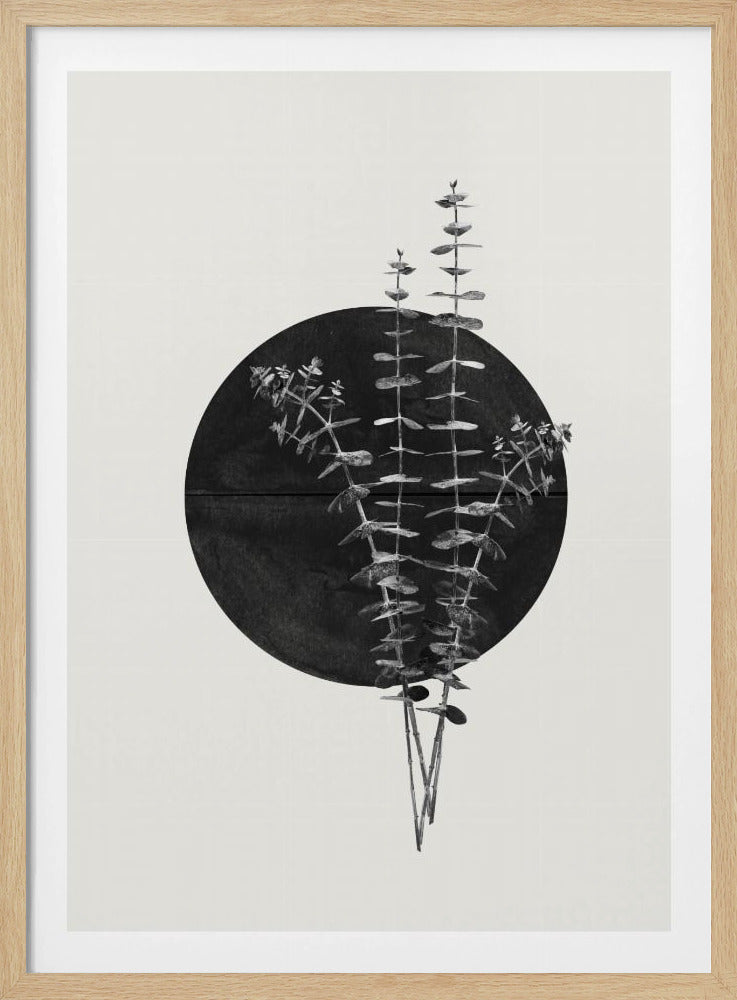 Eucalyptus Maan | Poster