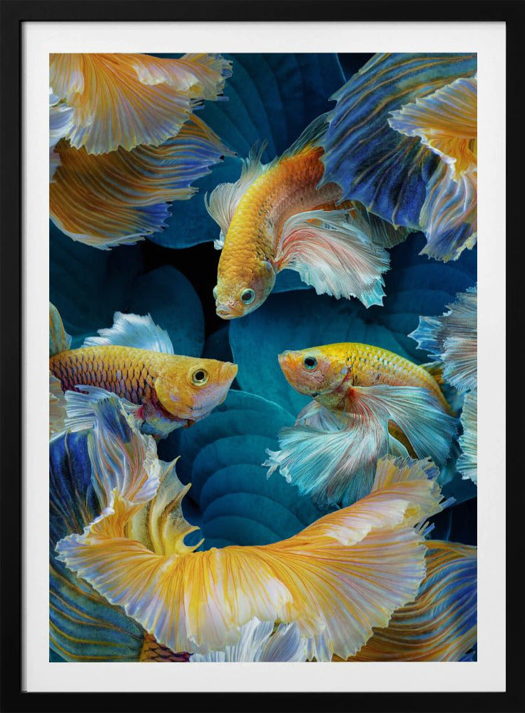 KleurVis | Poster