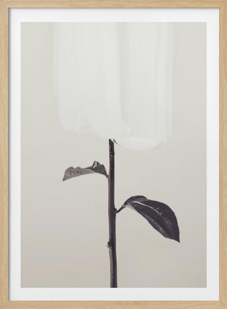 Pioenroos 18 | Poster