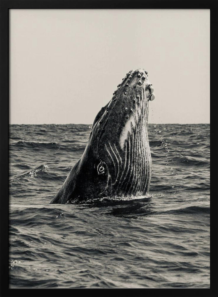 Geheim van de Walvis | Poster