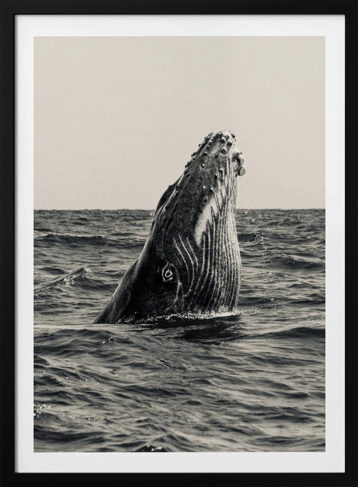 Geheim van de Walvis | Poster