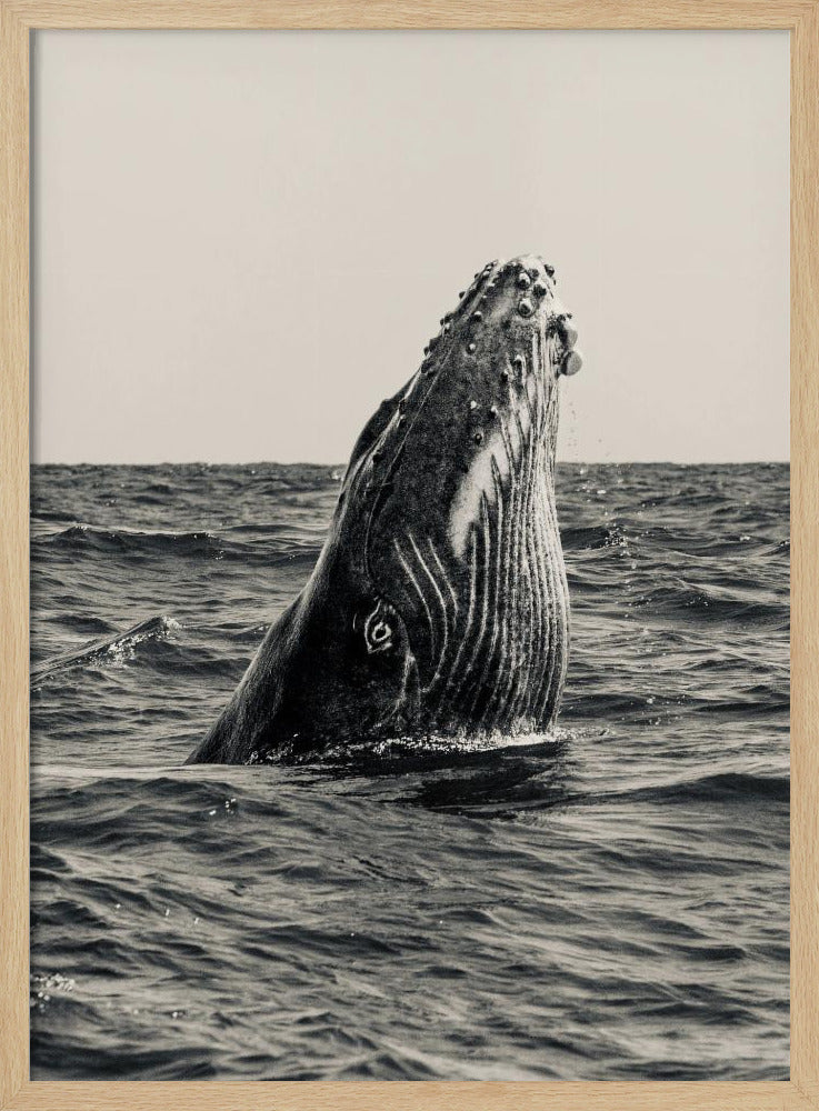 Geheim van de Walvis | Poster