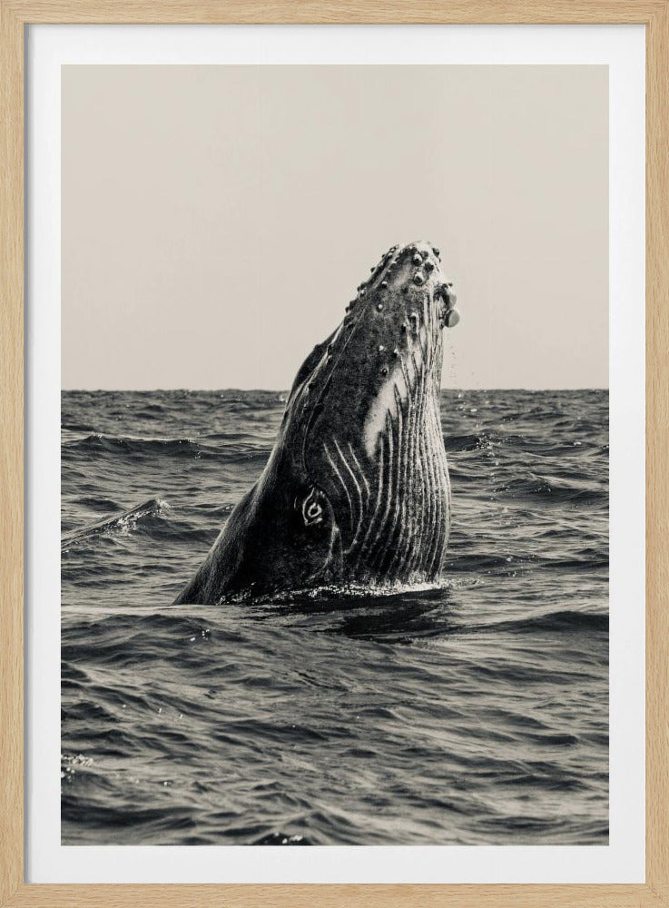 Geheim van de Walvis | Poster