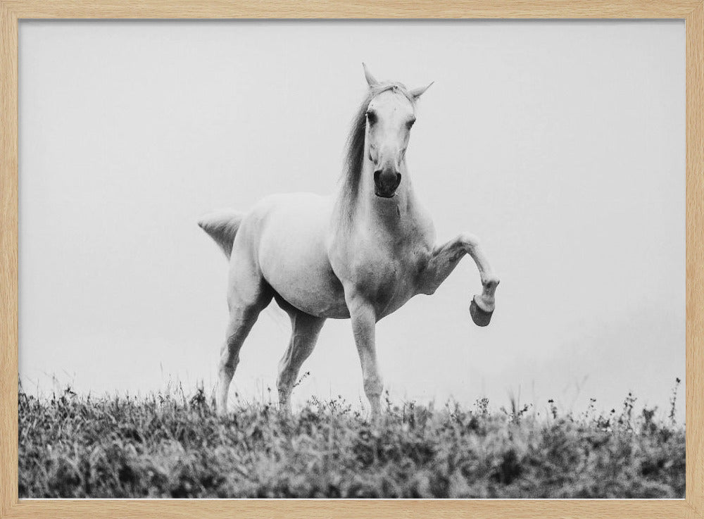 a short story about white beauty | Poster