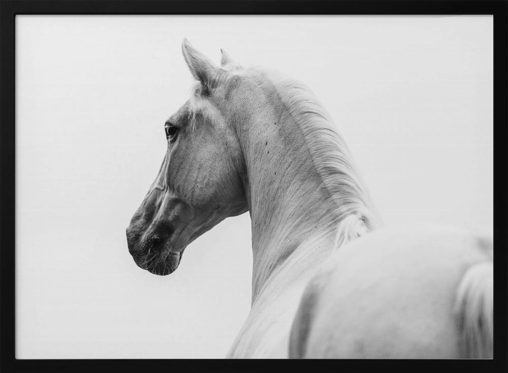 een kort verhaal over een geschoren paard | Poster