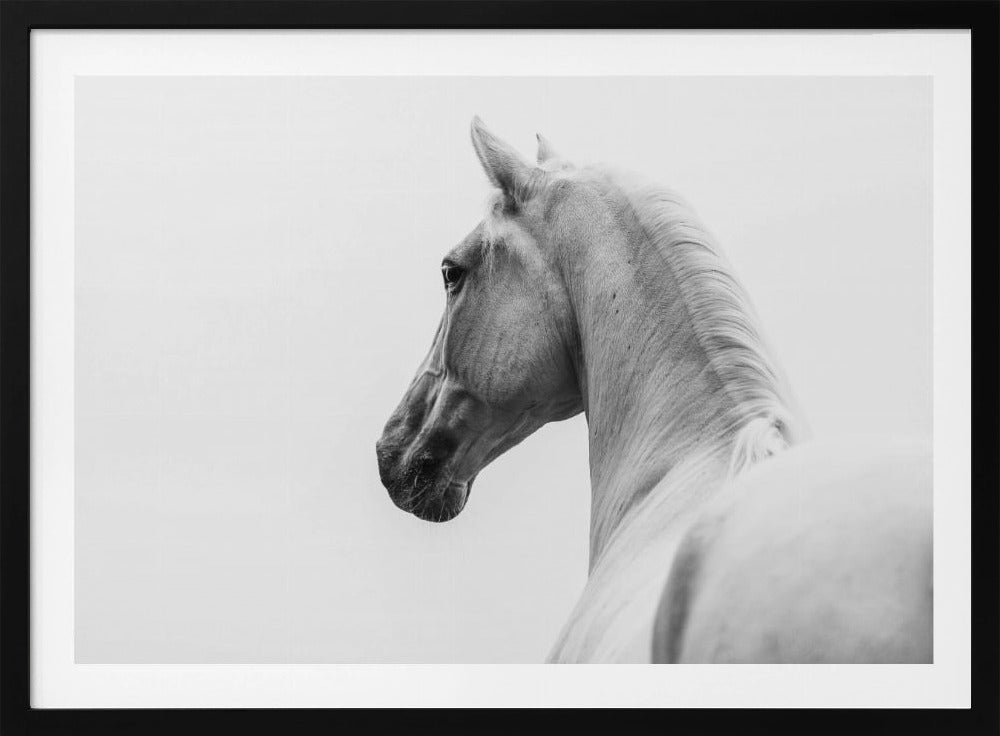 een kort verhaal over een geschoren paard | Poster
