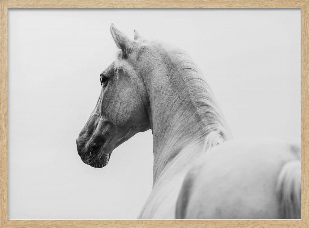een kort verhaal over een geschoren paard | Poster