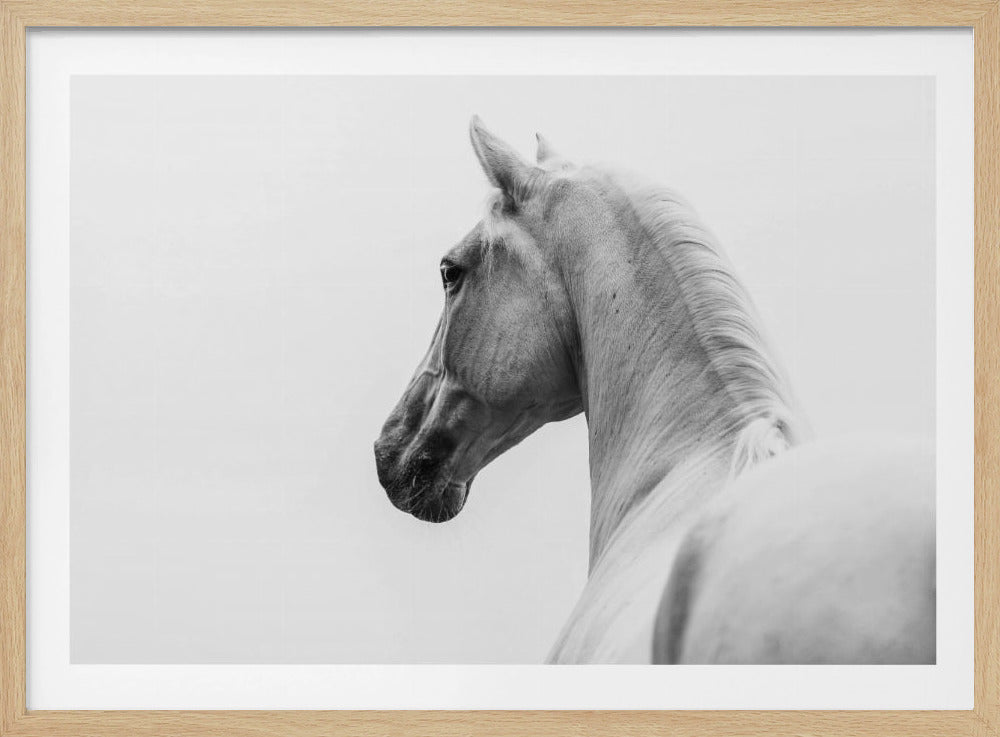 een kort verhaal over een geschoren paard | Poster