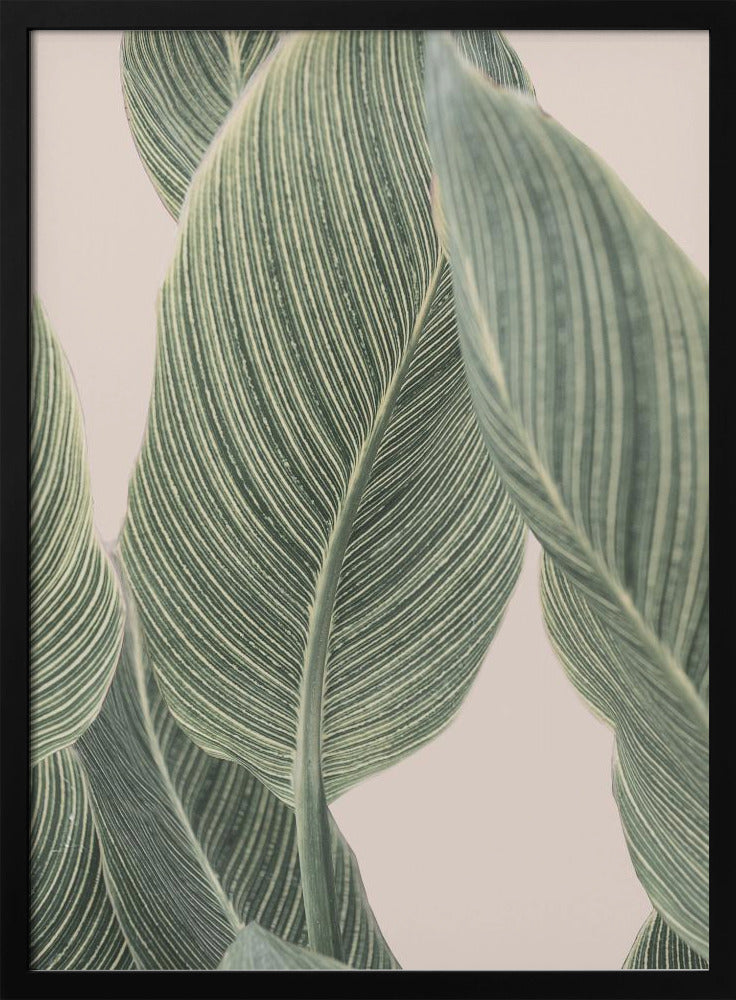 Calla-blad | Poster