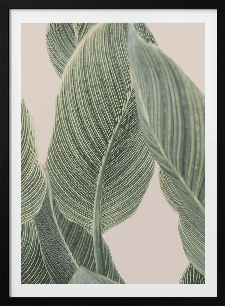 Calla-blad | Poster