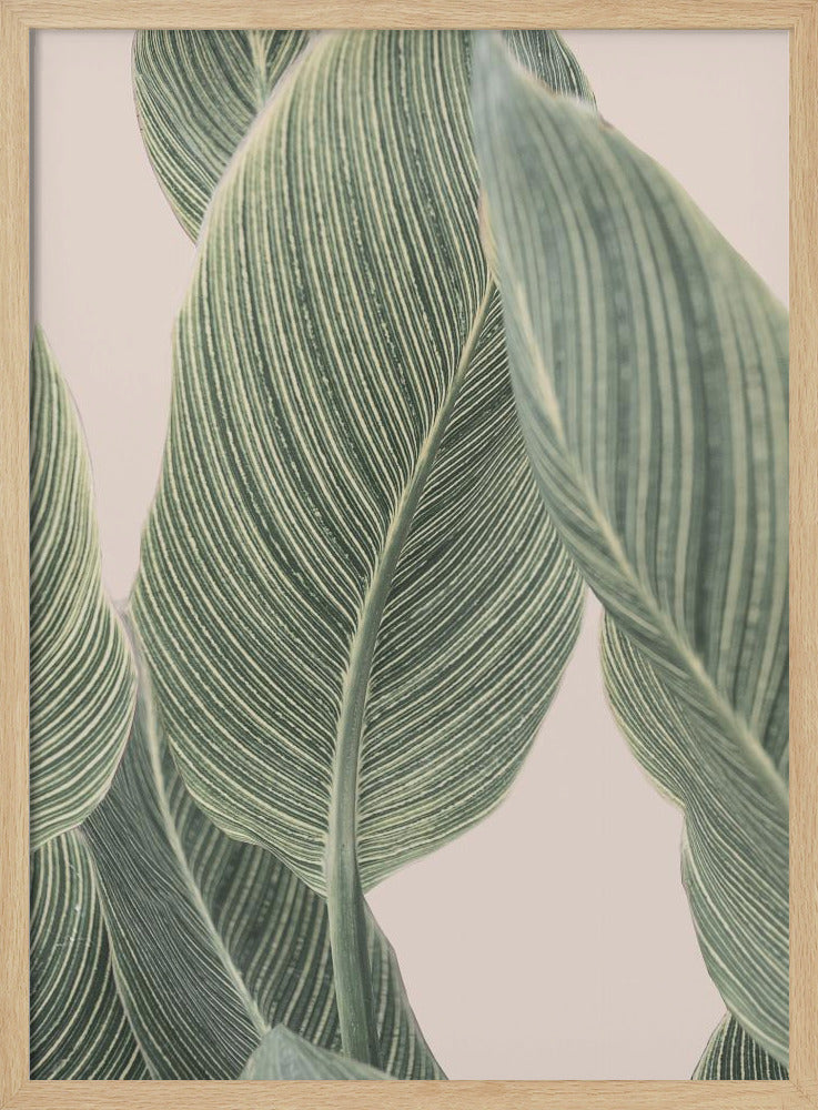 Calla-blad | Poster