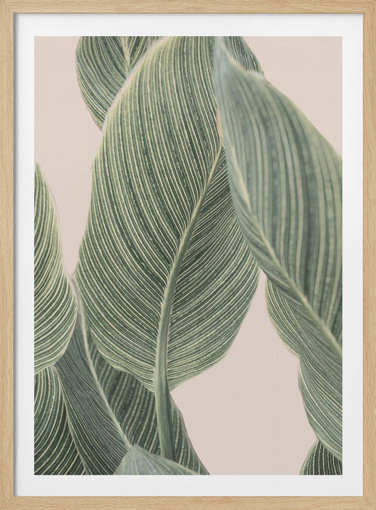 Calla-blad | Poster