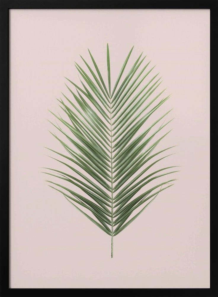 Palmblad Blush | Poster