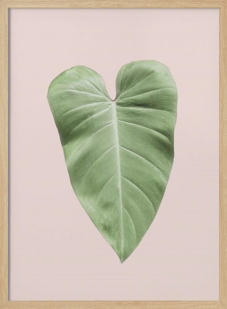 Tropisch bladblush | Poster