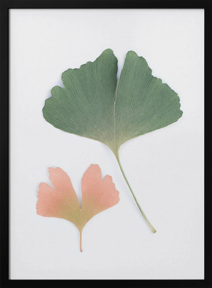 Pastelkleurige Ginkgo | Poster
