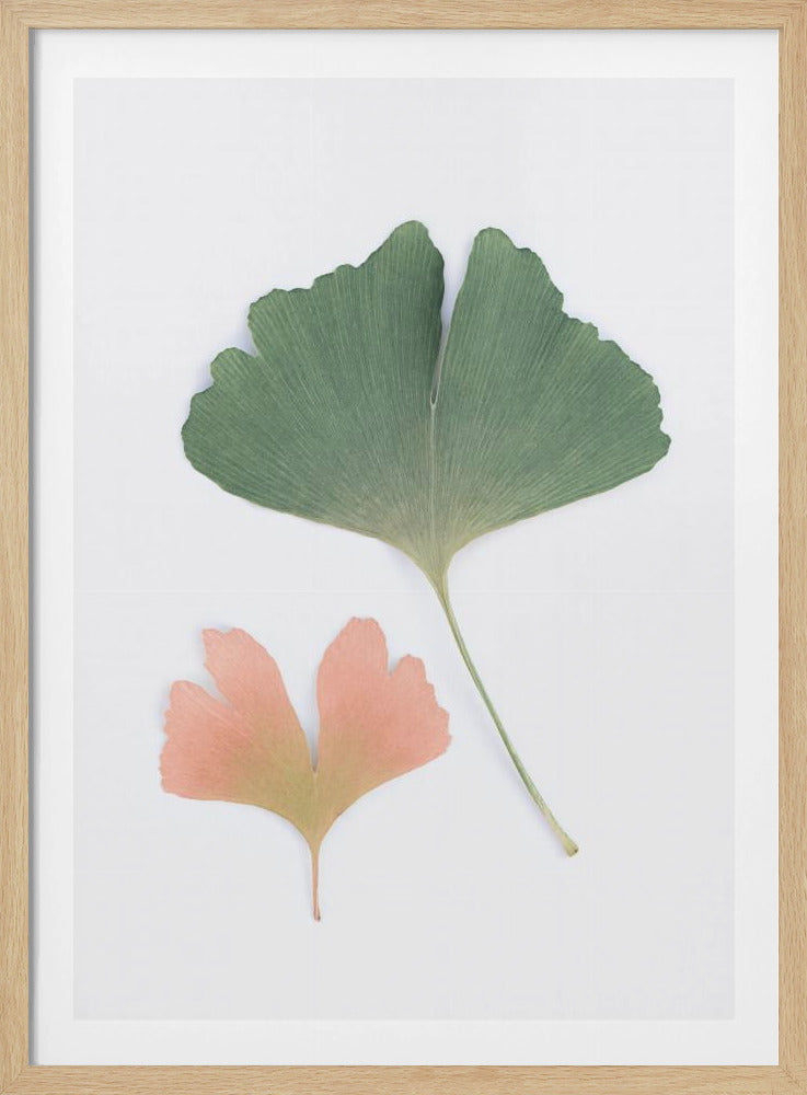 Pastelkleurige Ginkgo | Poster