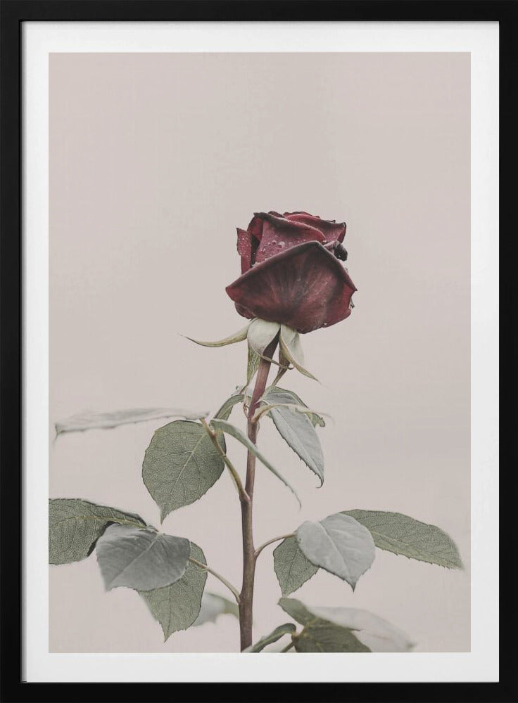 Roos | Poster